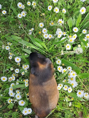 Meerschweinchen Abzugeben dringend!