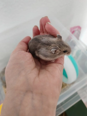 Hamster geboren am 10.06