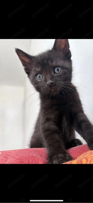 bkh-siam mix kitten