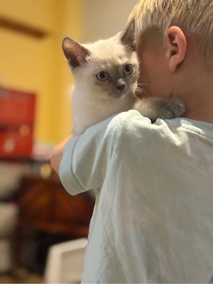 BKH kitten blue Point Tortie Point Katzen ab sofort 