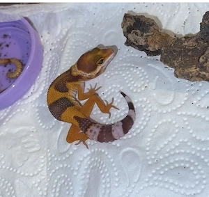 Leopardgecko Weibchen Choclate Tremper -MT (Hamm)