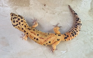 Afghan Green Tangerine Leopardgecko Männchen
