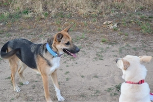 Schäferhund Mix