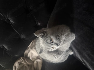 British Kurzhaar Katze 