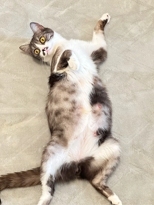 katzen weibliche 1,5 alt 