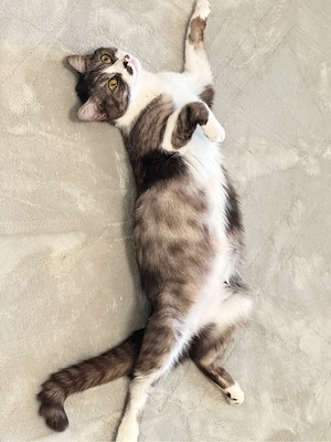 katzen weibliche 1,5 alt 