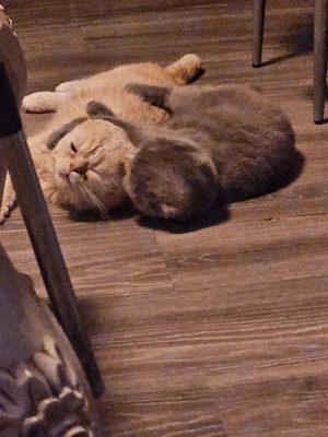 Bkh katzen abzugeben 2 katzen 