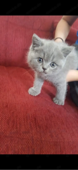 bkh babys kitten