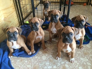 Boxerwelpen aus Hobbyzucht m.Papieren u.EU- Heimtierausweis