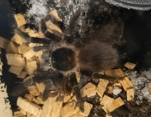 Lasiodora klugi 