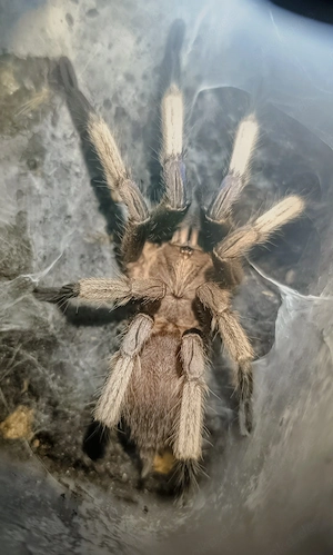 Chilobrachys dyscolus blue