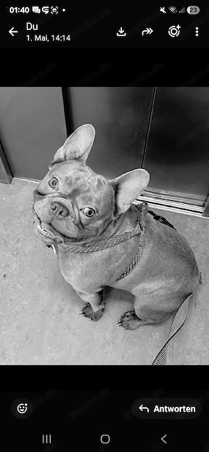 Frenchy Rüde 