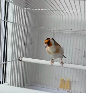 Stieglitz vögel 2025