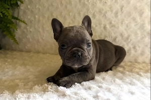 Französische Bulldoggen Welpen klein, fröhlich und voller Persönlichkeit