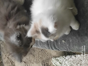 Perser Mix katzen 