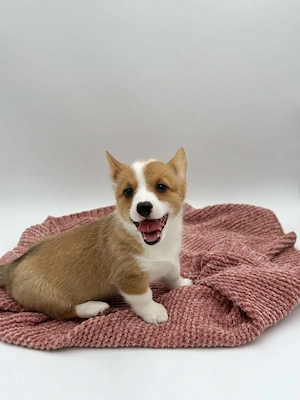 Reinrassige Corgi-Welpen   Bereit für ein liebevolles Zuhause