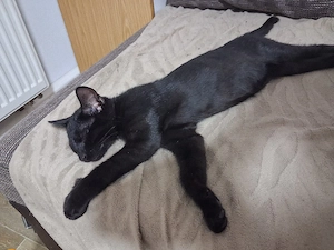 kater zu verkaufen