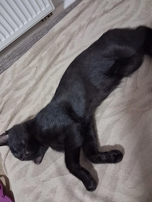 kater anzugeben 