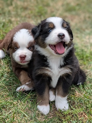 Mini Aussie Welpen Miniatur australian Shepherd Hunde Babies