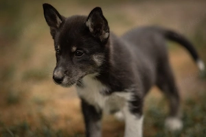 2 reinrassige Siberian Husky Welpen