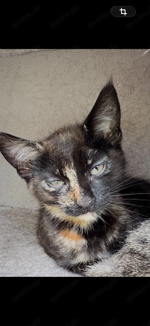 katzenbaby zu werschenken