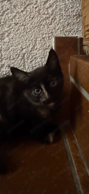 Katzenbabys EKH Mix