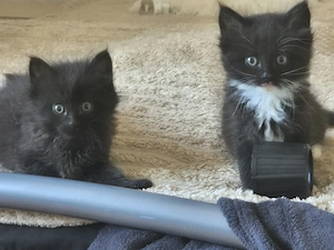 Main Coon , Sibirische Waldkatzen Babys