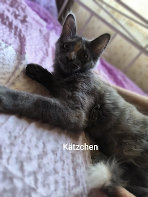 Main coon Mix Babys 