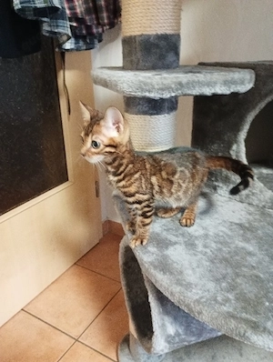 Bengal Katze Kater Kittem Bild 10