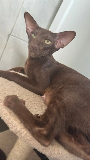 Okh & Kanadische Sphynx kitten Orientalische kurzhaar Bild 4