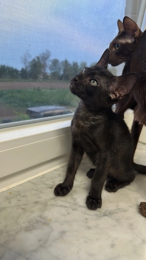 Okh & Kanadische Sphynx kitten Orientalische kurzhaar