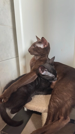 Okh & Kanadische Sphynx kitten Orientalische kurzhaar Bild 5