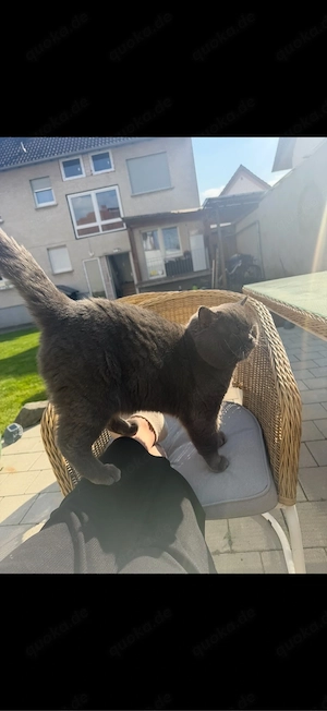bkh kater 