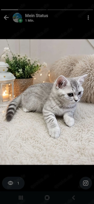 BKH Baby Katzen 