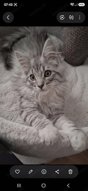 Maine coon kitten 