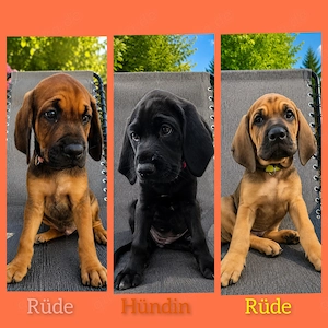 Rhodesian Ridgeback Weimaraner Mischlings Welpen