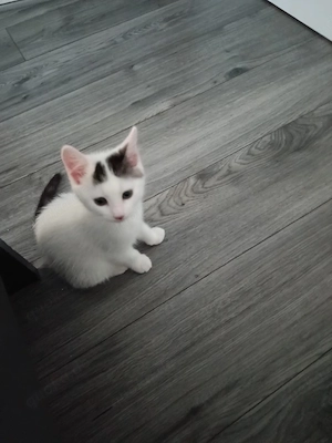 Katzen kitten zu verkaufen 