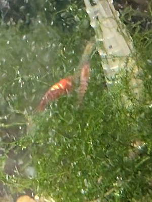 Zwerggarnelen (Neocaridina)