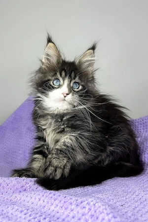 Ein süßes, 3 Monate altes Maine-Coon-Kätzchen sucht ein liebevolles Zuhause für immer.   