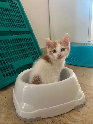 süße Katzenbabys