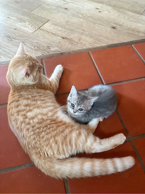 BKH Kitten weiblich 