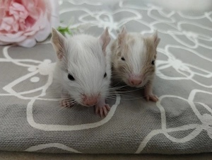 Mega tolle Degu Buben- Kids,fast nur Schecken,Lilac-Sand-Schoko, suchen Zuhause im Glück