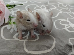 Mega tolle Degu Buben- Kids,fast nur Schecken,Lilac-Sand-Schoko, suchen Zuhause im Glück