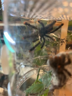 Avicularia metallica, Brachypelma emilia