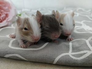 Mega tolle Degu Buben- Kids,fast nur Schecken,Lilac-Sand-Schoko, suchen Zuhause im Glück