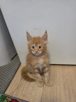 Maine Coon Kitten 
