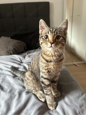 reinrassige Britisch Kurzhaar Kitten BKH
