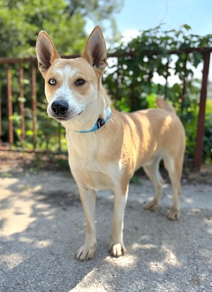  *ROCKY* Der Husky Mix ist sehr klug, aktiv und verspielt, und er lernt sehr gerne und schnell 