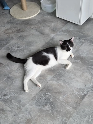 Verkuschelter Kater Kastriert