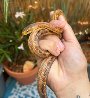 pantherophis alleghaniensis rossalleni.  Everglades-Kletternatter